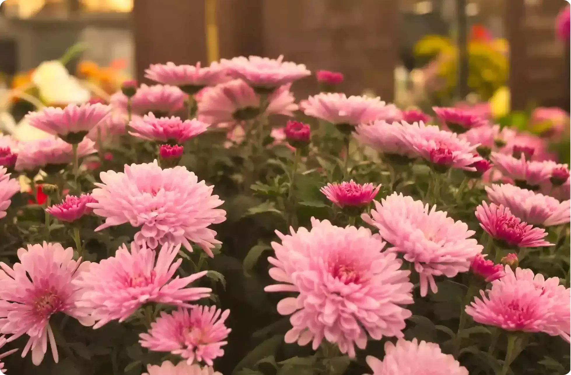 Des fleurs pour exprimer le souvenir