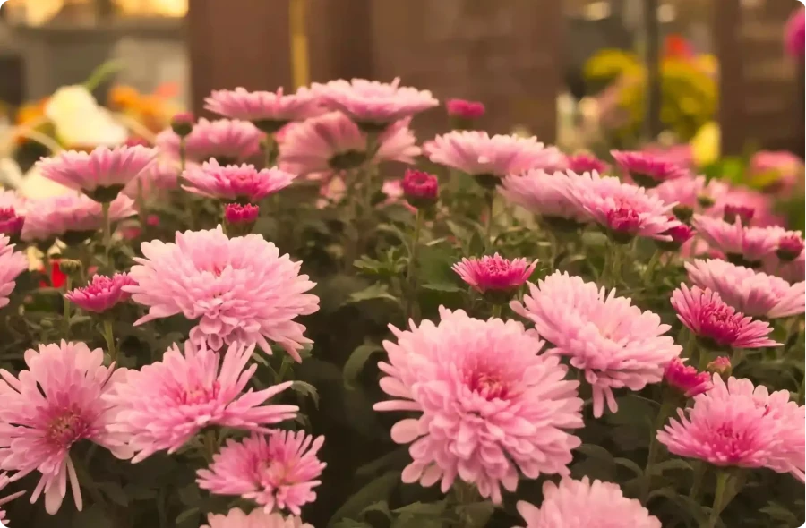 Toussaint 2025 : un temps de mémoire et de sérénité avec les Pompes Funèbres Aliaga